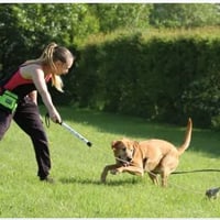 Natures Companions Dog Behaviour & Training logo