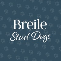 Breile Stud Dogs logo