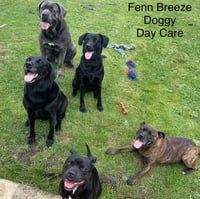 Fenn Breeze Doggy Day Care logo