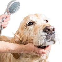 Spotty Dog Grooming logo