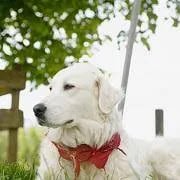 Doggie Walkies Farnborough logo