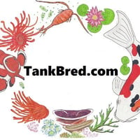 TankBred logo