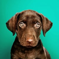 Smarties Puppy Parties 🐕 Dog Training Classes logo