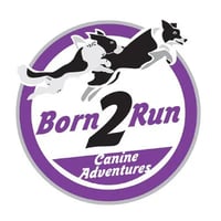 Born 2 Run Canine Adventures and Training logo