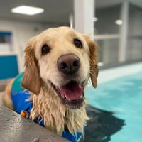 Pawseidon Canine Rehabilitation | Dorset's Leading Hydrotherapy Center logo
