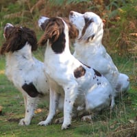 Surrey Hills Gun Dog Training logo