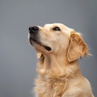 Companion Dog Solutions logo
