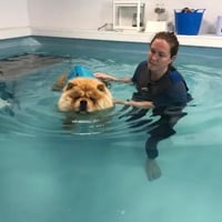House Of Hound Hydrotherapy and Training logo