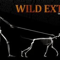 Wild Extreme logo