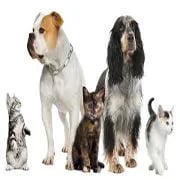 Cherish your Pets - Dog Walking and Pet Sitting Service. logo