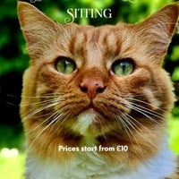 Birmingham Cat Sitting logo