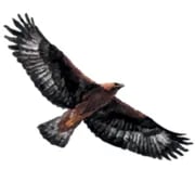 Eagle Veterinary Group - Halesworth logo