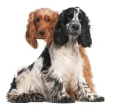 Harrogate Dog Grooming logo