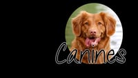 Dog Behaviourist Janette Bishop logo