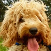 Pooch on a Pedestal Award Winner Best Dog Trainers South Wales 2021 logo