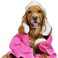 Bloomingtails Dog Grooming logo