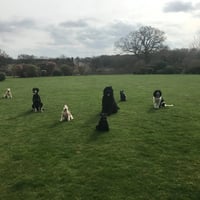 Dolly's Dog Day Care & Dog Boarding in Cobham, Surrey logo