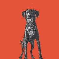 Dog Training by Design logo
