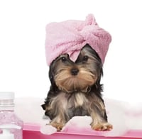 Canine Beauty - Sudbury Dog Grooming logo