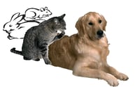 Pet Calls logo
