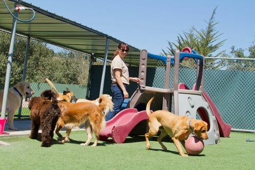 dog daycare in action