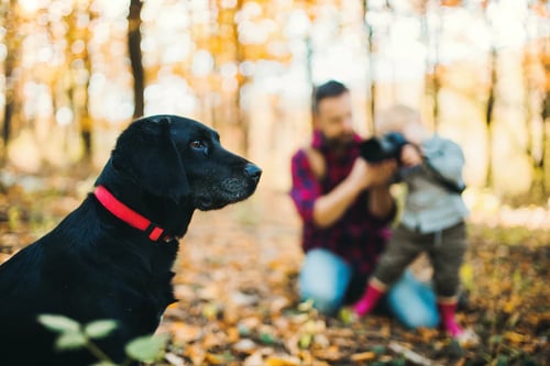 pet photographer in action