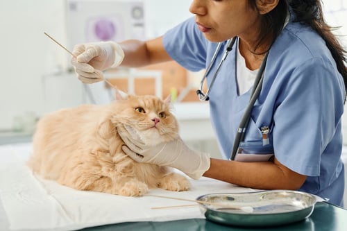 veterinarian in action